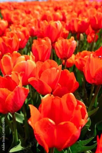 Dutch orange tulip fields in sunny day