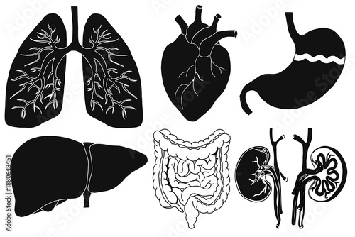 icon set of human organs. Anatomy glyph icon set. Vector pictograms of body organs, consisting of the heart, stomach, intestines, lungs, liver, and kidneys