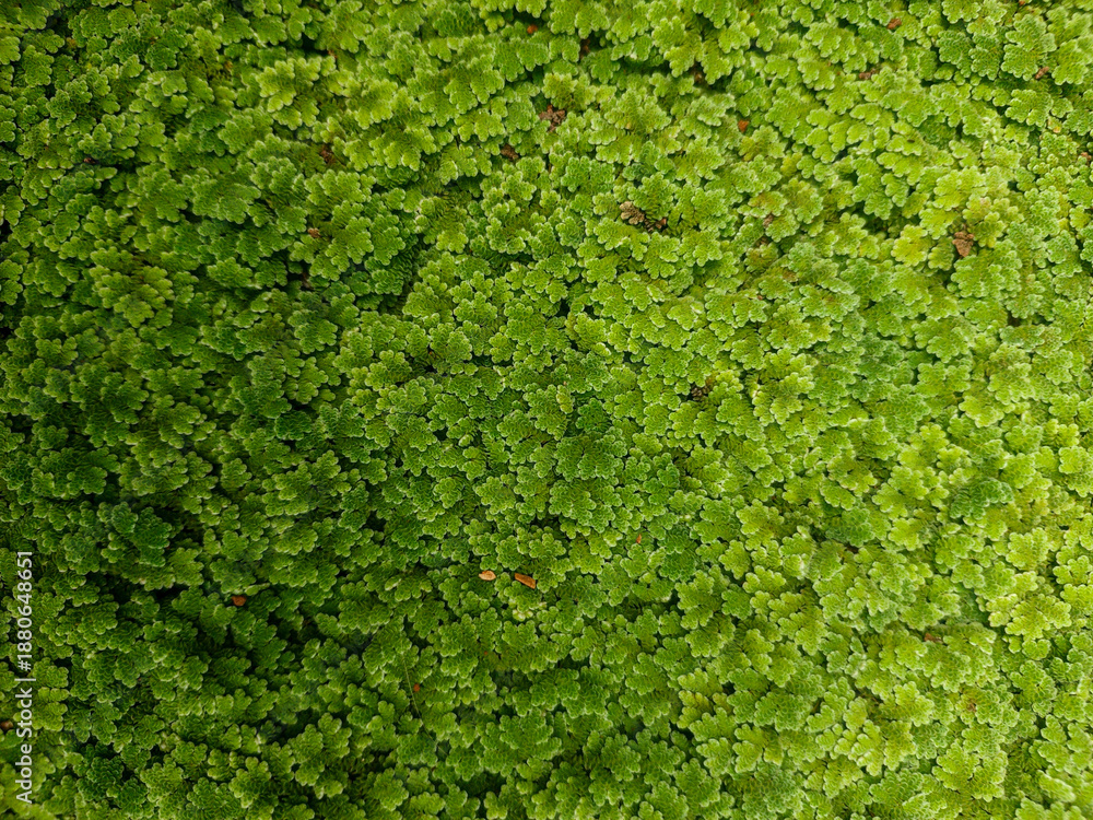 Obraz premium Fresh Green Foliage Texture