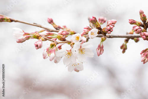 Tableau sur toile 咲き始めのソメイヨシの桜の花 つぼみ アップ