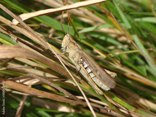 Billede på lærred The common field grasshopper (Chorthippus brunneus) sitting on a dry grass stalk