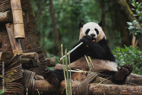 One giant panda in the zoo