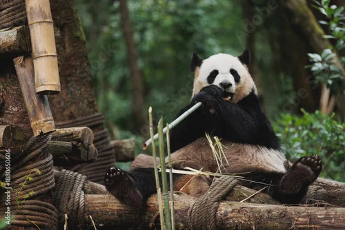 Fototapeta One giant panda in the zoo