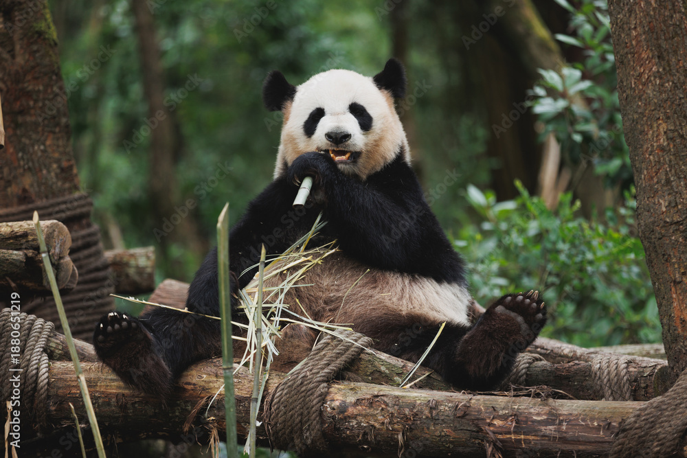 Fototapeta premium One giant panda in the zoo