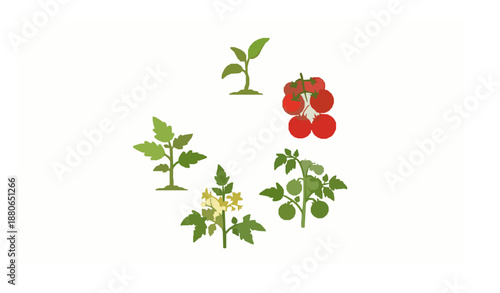 Tomato life cycle circular infographic vector with plant growth and fruiting stages isolated on white