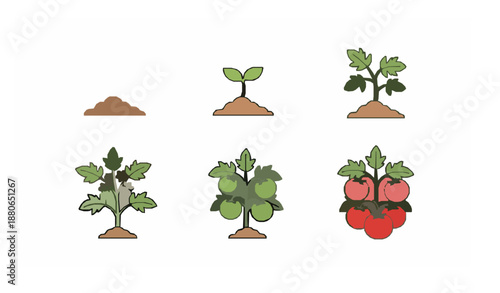 Tomato growth stages flat vector icon set with plant development and fruiting phases