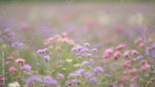 Abstract Floral Sway Gentle, almost imperceptible movement of a field of desaturated blossoms, creating a painterly color wash.