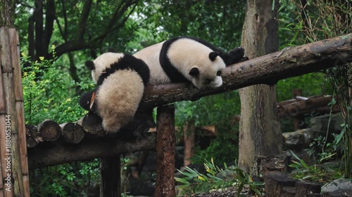 Playful Baby Pandas, Juvenile Pandas In Playful Arrangements On Logs Within Leafy Forest Surroundings