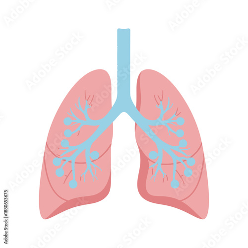 Human lungs illustration showing detailed anatomy and structure in a medical context