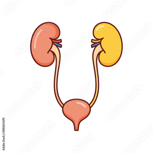Human kidneys and urinary bladder illustration showing anatomy and function