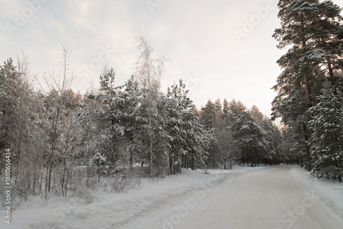 frost in a winter forest with coniferous trees covered with snow