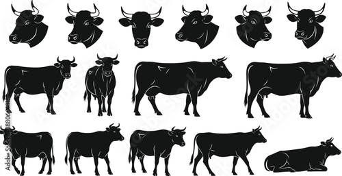 Black cow head and full body silhouette collection, cattle farm animal vector illustrations, dairy beef livestock icons set isolated on white background.