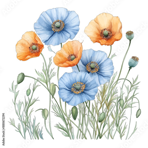 Watercolor Illustration of Blue and Orange Poppies with Buds and Leaves
