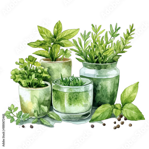 Watercolor Potted Kitchen Herbs Basil Rosemary Thyme Illustration
