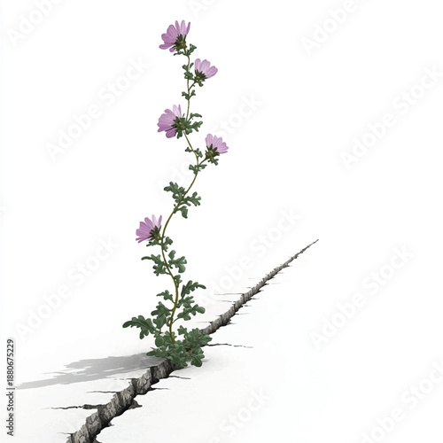Resilient Pink Flower Growing Through a Crack in the Ground.