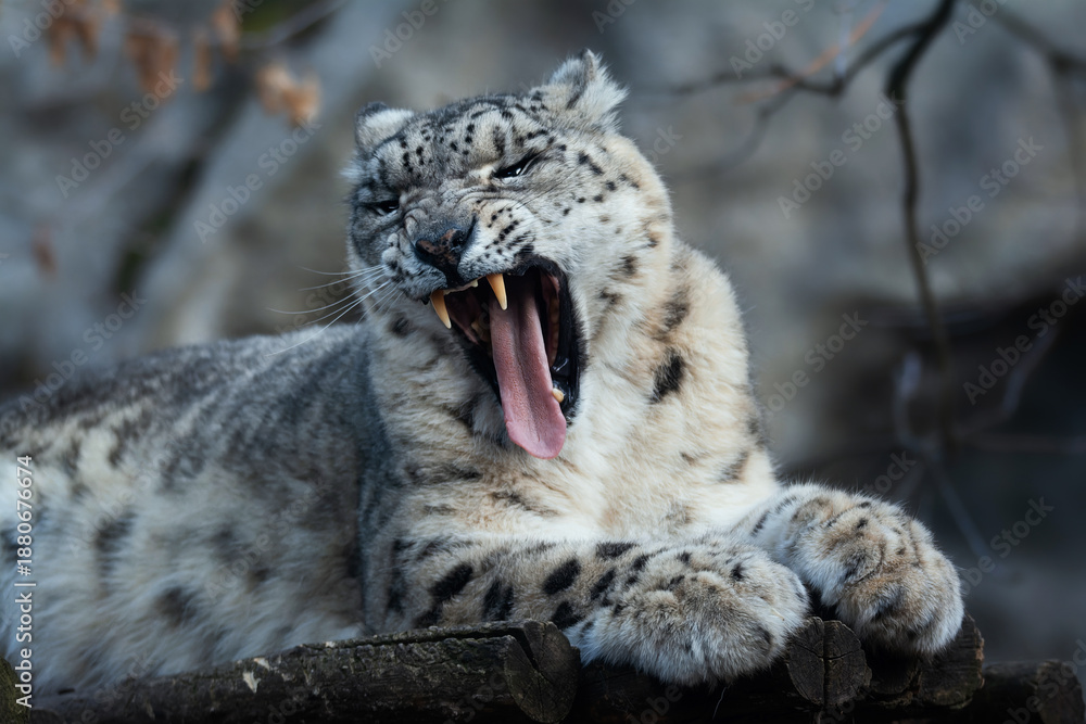 Obraz premium Snow leopard (Panthera uncia) detail portrait