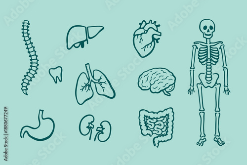 Human anatomy organs skeleton doodle vector illustration