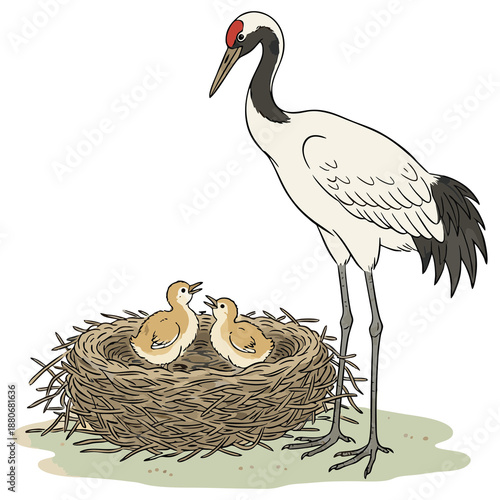 Detailed Handdrawn Japanese Crane with Nest and Baby Birds Illustration