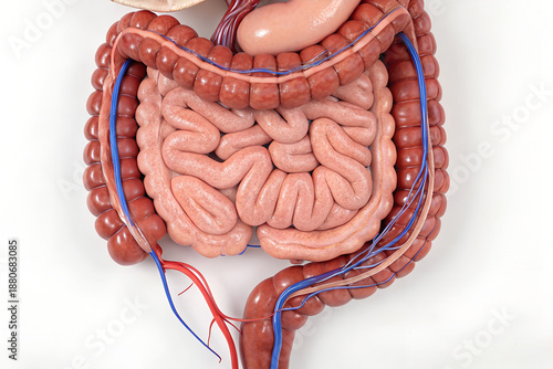 Detailed anatomical model of human intestines with vascular structures—highlighting digestive system components for medical education and scientific visualization.   generative ai
