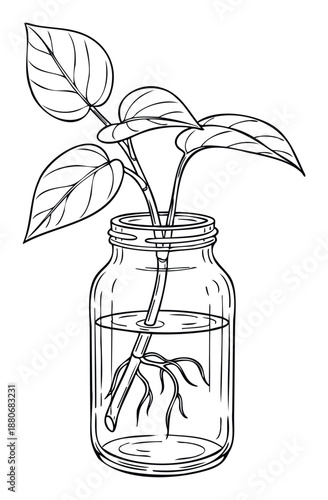 Outline illustration of a propagation plant in a waterfilled glass bottle with visible roots and leaves, perfect for plant care blogs, DIY projects, or naturethemed presentations.