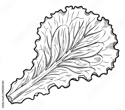 Fresh green lettuce leaf drawing ideal for healthy food illustrations, salad ingredient depictions, kitchen decor, and organic product branding materials.