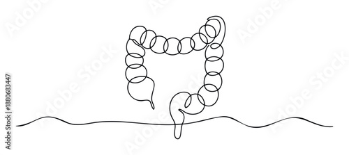 Continuous line drawing representing the human large intestine for medical diagrams and health education content