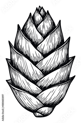 Detailed black and white botanical drawing of an organic pine cone with intricate scales, ideal for natural themes, rustic graphic elements, or seasonal decorative designs.