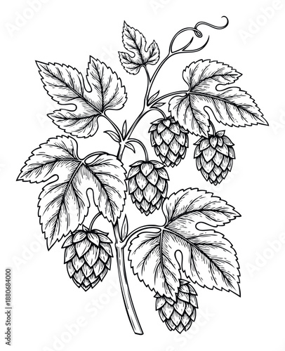 Detailed hand drawn black and white hop plant branch with fresh green leaves and mature cones perfect for craft beer packaging, botanical themed decor, or agricultural publications