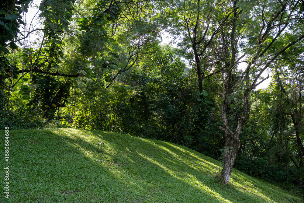 Fototapeta premium Bright sunlight filters through dense tropical trees onto a sloping green lawn in a peaceful park