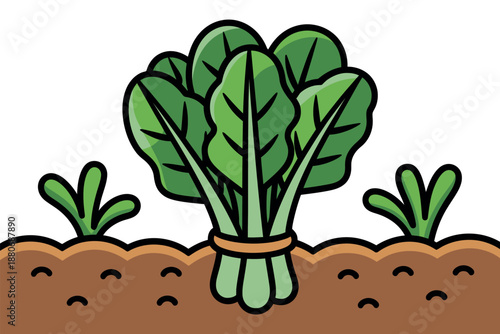 Cartoon illustration of green leafy vegetable plant growing in brown soil with white background