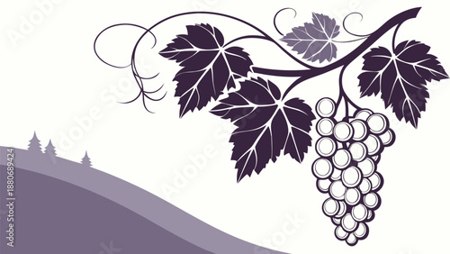 Elegant grapevine with lush leaves and ripe grapes on rolling hills