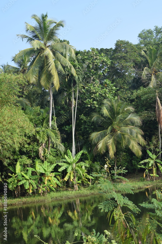 Obraz premium A Tropical Landscape of Tall Coconut Palm Trees Surrounded by Dense Green Foliage. Lush Green Trees and Towering Coconut Palms in a Vibrant Natural Setting. Scenic View of Tall Coconut Trees