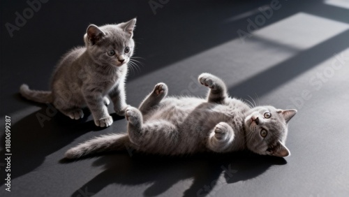 Two Gray Kittens Playing on Dark Surface