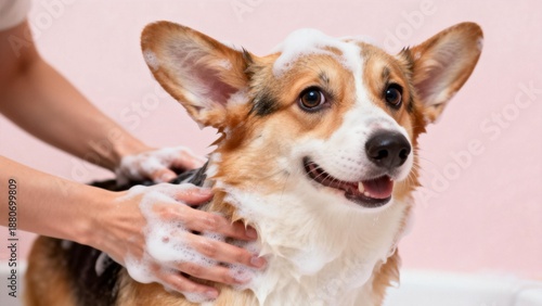 Corgi dog being bathed with soap suds