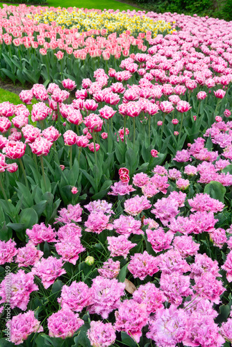Wallpaper Mural Dutch orange tulip fields in sunny day Torontodigital.ca