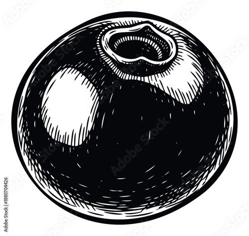 Hand drawn sketch of a ripe blueberry fruit in a vintage woodcut style perfect for organic food packaging labels or natural healthy lifestyle promotions
