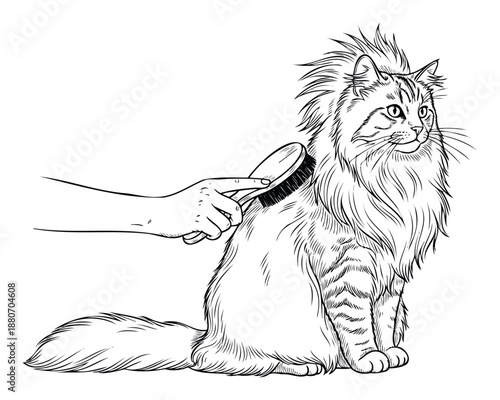 A hand gently brushes a fluffy long haired cat, showcasing essential pet care and grooming routines suitable for veterinary services, pet product promotions, or animal welfare campaigns.