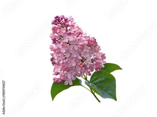 Pink lilac flowers isolated transparent png. Syringa vulgaris