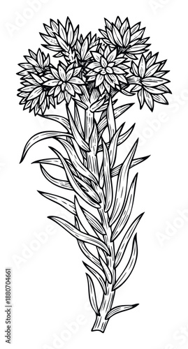 Decorative botanical line drawing featuring an intricate plant with multiple blooming flowers and slender leaves, ideal for elegant print designs, coloring pages, or graphic projects.