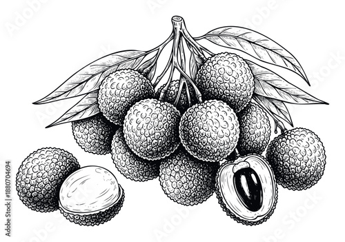 Exquisite line drawing of ripe lychee fruits on a leafy stem, highlighting a perfectly cut fruit revealing its white pulp and dark seed, excellent for natural food packaging and healthy