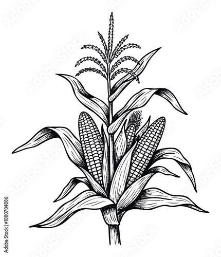 Detailed black and white engraving of a fully grown corn plant showcasing multiple ears and a prominent tassel, ideal for agricultural, organic food, and farmingrelated educational