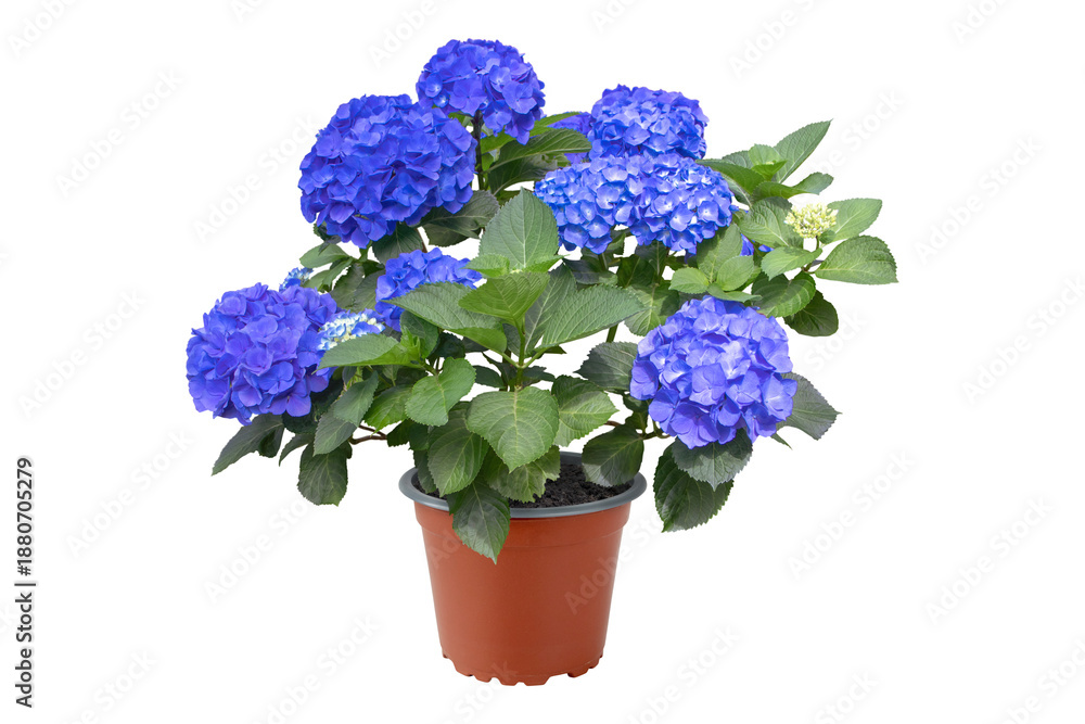 Naklejka premium Hydrangea macrophylla bush with intense blue flowers in pot. Garden center plant. Bigleaf hydrangea ready-to-plant isolated transparent png