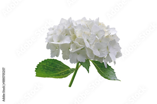 White bigleaf hydrangea inflorescence isolated transparent png. Hortensia Flower. Hydrangea macrophylla.