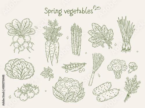 Hand-drawn vector set of spring vegetables and greens. Minimal line art illustrations of fresh lettuce, spinach, herbs, carrots, radish, broccoli, asparagus, peas, cucumbers, and cherry tomatoes 