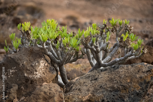Kleinia neriifolia, succulent plant endemic to the CanaryIslands.