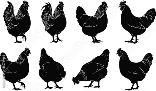 Chicken hen silhouettes collection farm poultry birds isolated black vector agriculture illustration set
