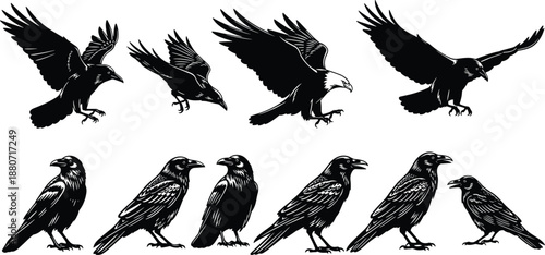 Crow raven silhouettes collection flying perched birds isolated black vector wildlife nature illustration set