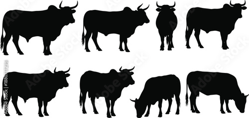 Bull silhouettes collection farm cattle animals isolated black vector livestock agriculture illustration set