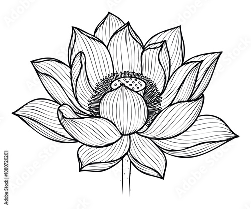 Intricate line drawing of a blooming lotus flower, perfect for mindfulness and relaxation themed projects, natural decor, or printable coloring activities