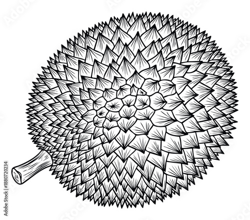 Hand drawn durian fruit with prickly skin perfect for exotic food packaging designs restaurant menus and healthy lifestyle publications